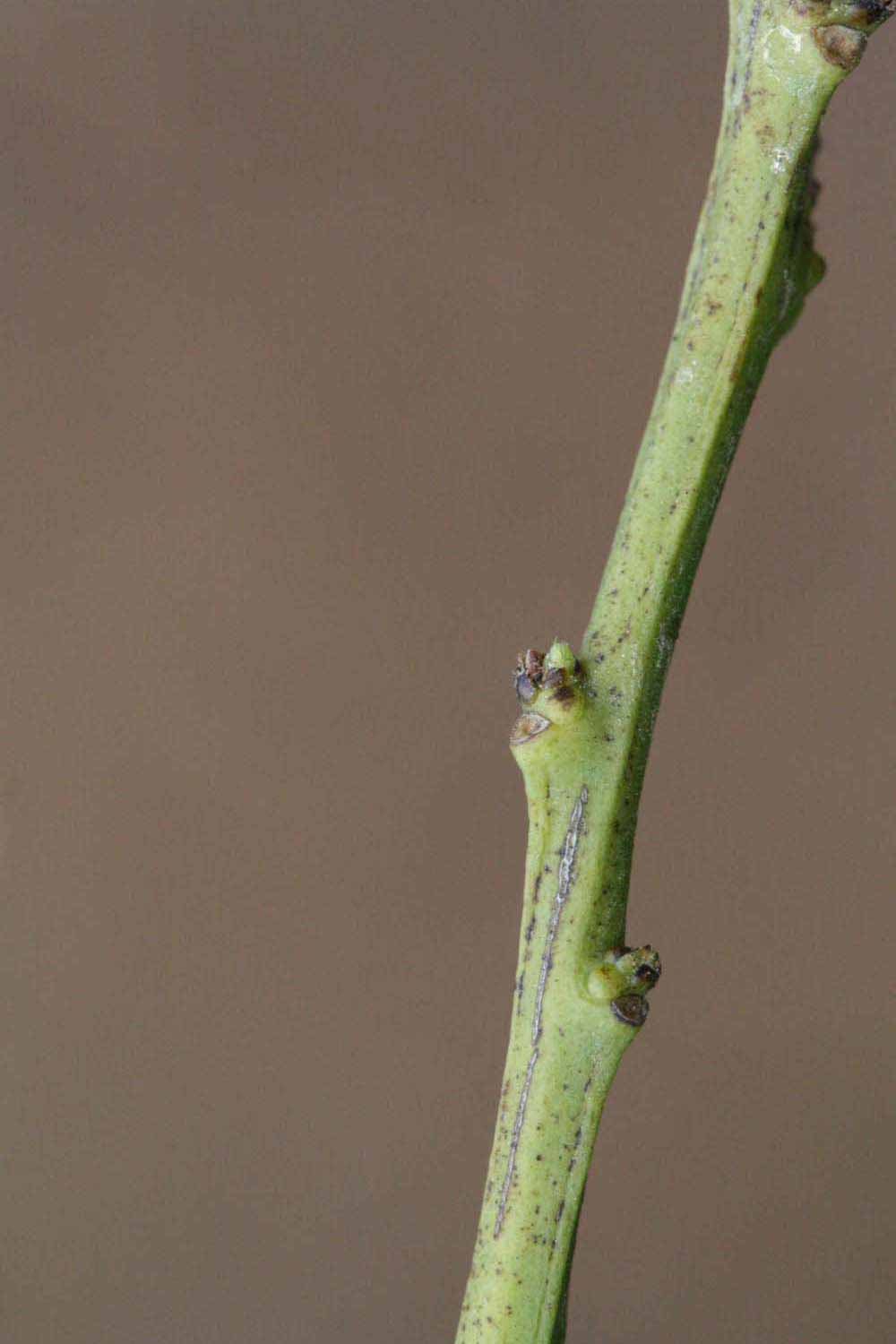              First year twig (Kinokuni, Riverside, CA)       